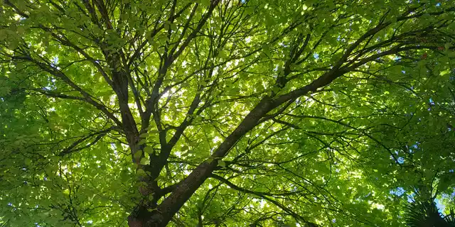 Copa de un árbol vista desde abajo, con las hojas iluminadas por el sol